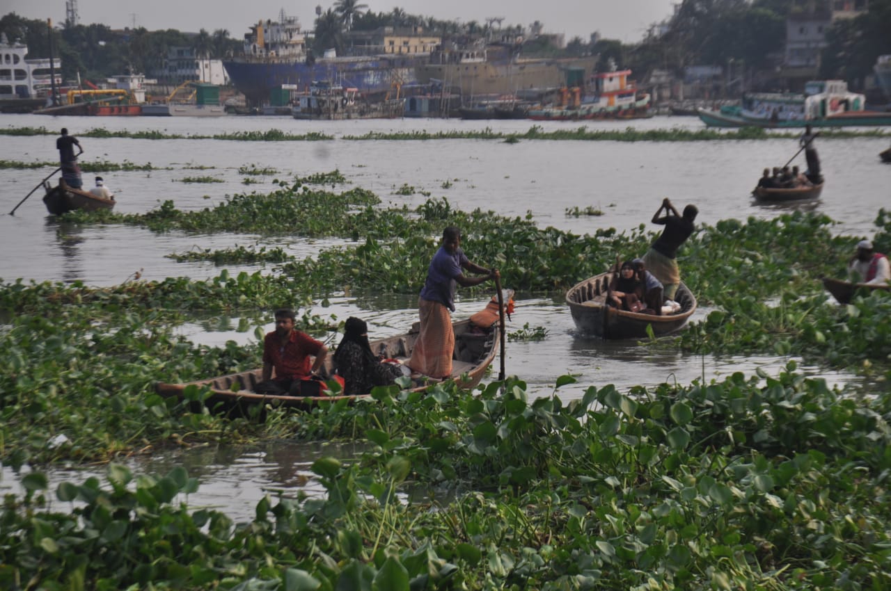 বুড়িগঙ্গা নদীতে কচুরিপানা জন্য নৌকা চালাতে হিমশিম খেতে হচ্ছে মাঝিদের। ছবিটি সদরঘাট লালকুঠি থেকে তোলা। ছবি: আব্দুর রহমান