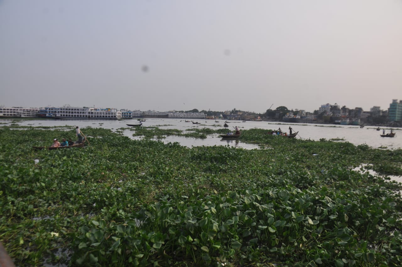 বুড়িগঙ্গা নদীতে কচুরিপানা জন্য নৌকা চালাতে হিমশিম খেতে হচ্ছে মাঝিদের। ছবিটি সদরঘাট লালকুঠি থেকে তোলা। ছবি: আব্দুর রহমান