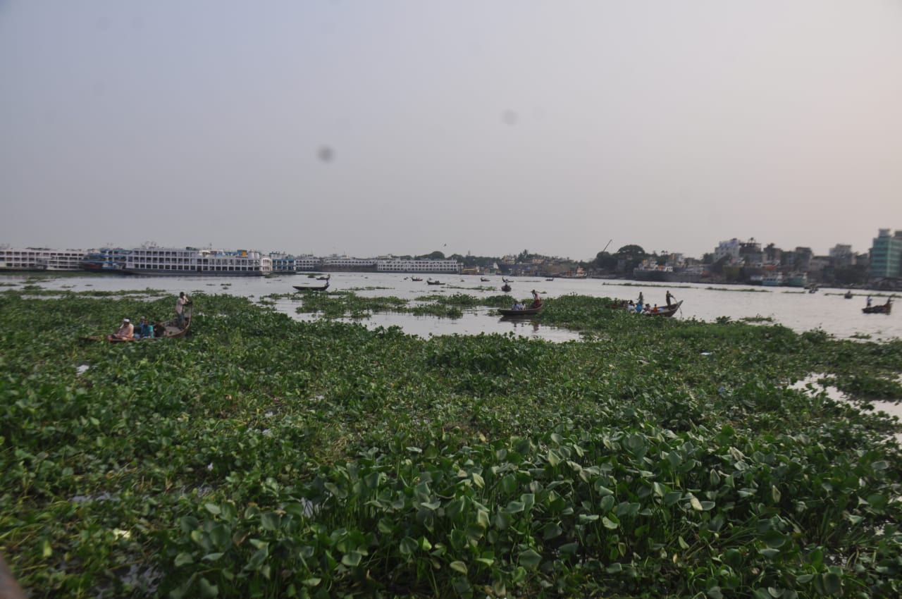 বুড়িগঙ্গা নদীতে কচুরিপানা জন্য নৌকা চালাতে হিমশিম খেতে হচ্ছে মাঝিদের। ছবিটি সদরঘাট লালকুঠি থেকে তোলা। ছবি: আব্দুর রহমান