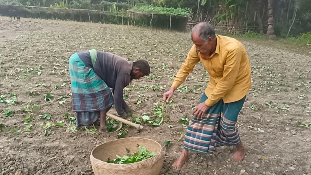 কাঁঠালিয়ায় মিষ্টি আলু রোপনে ব্যস্তসময় পার করছেন কৃষকরা