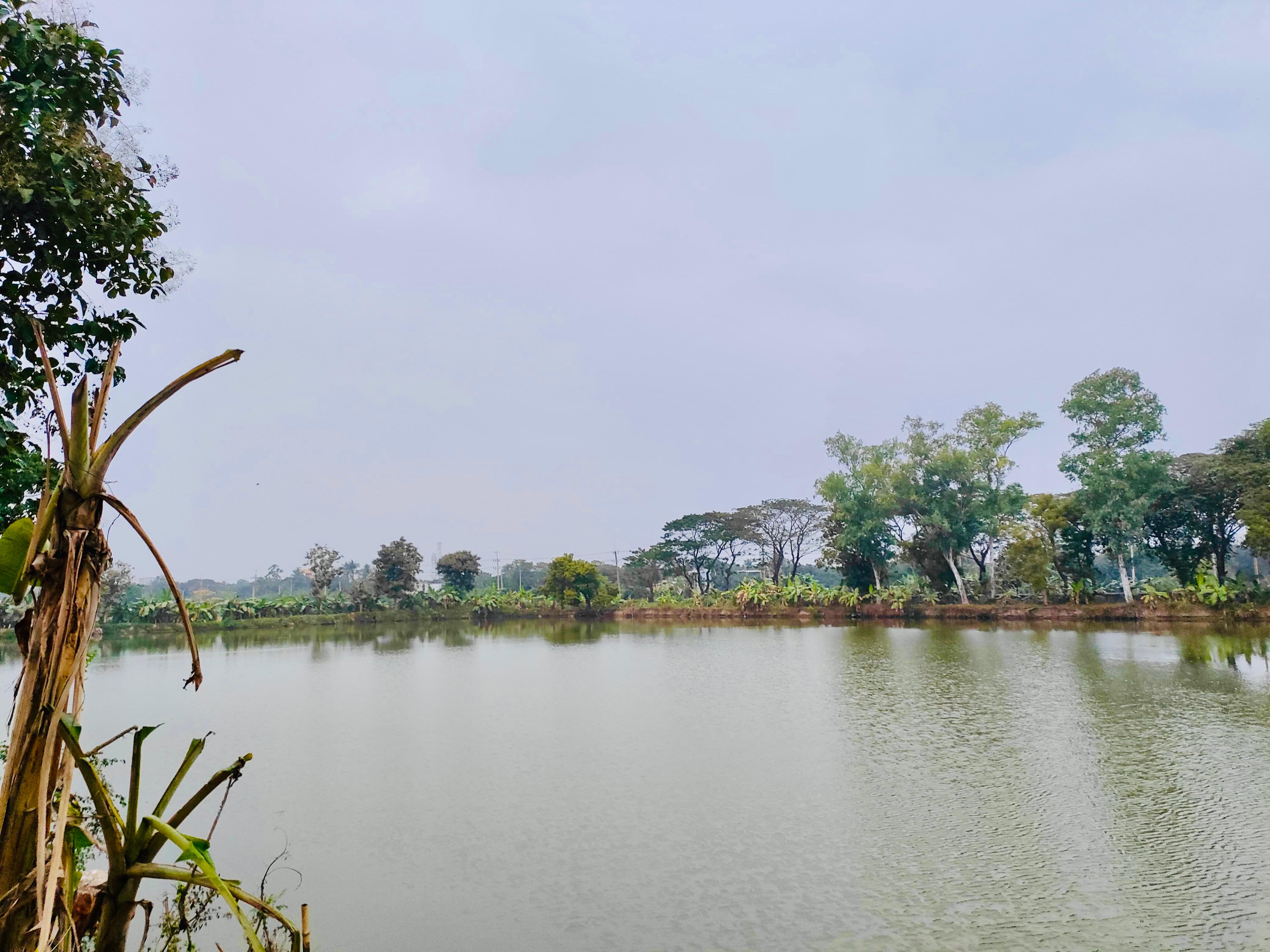 রাজশাহী বিশ্ববিদ্যালয়ে কমছে পরিযায়ী পাখির আগমন