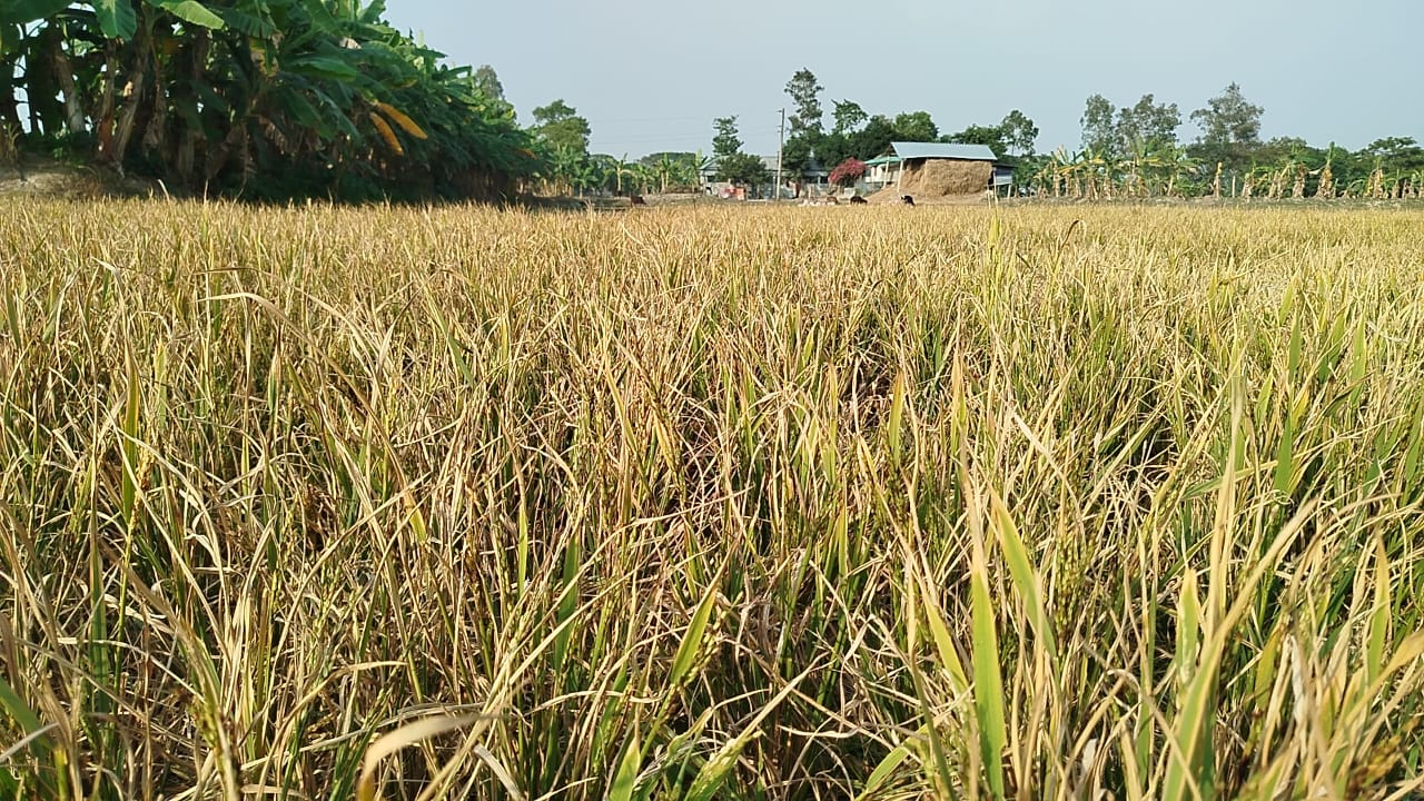 ভেজাল ধান বীজে কৃষকের সর্বনাশ