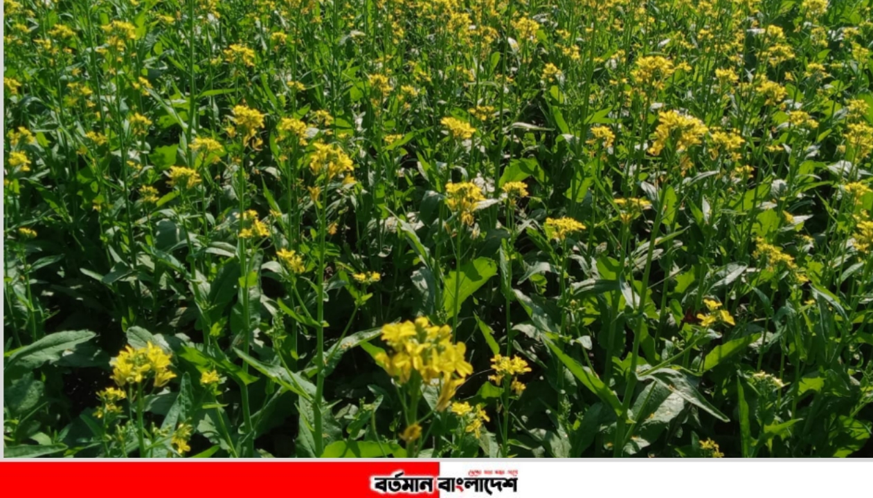 লালমনিরহাট কালীগঞ্জে সরিষায় দুলছে কৃষকের রঙিন স্বপ্ন