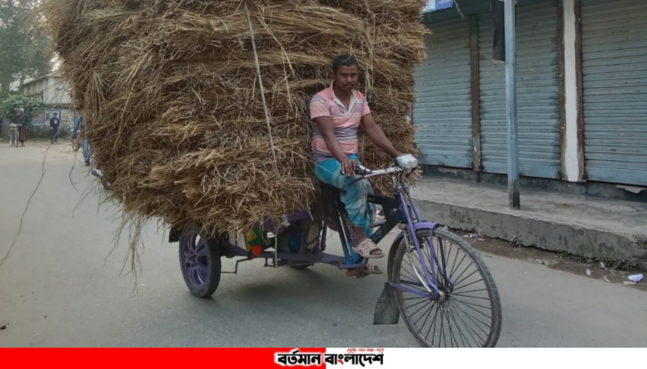 খড়ের দামে খুশি কৃষকরা, বিপাকে গরুর খামারিরা