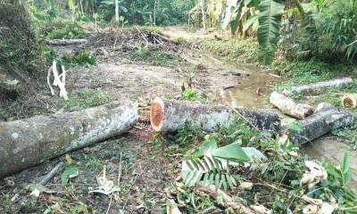 বড়লেখায় জোরপূর্বক গাছ কাটতে বাঁধা, টিলা ক্লার্ক ও শ্রমিকদের উপর হামলা