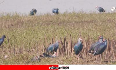 মৌলভীবাজারে বাইক্কা বিলে অতিথি পাখির কলতানে মুখর