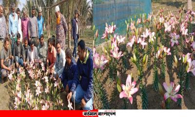 দিনাজপুরে প্রথমবারের মতো বিদেশি লিলিয়াম ফুলের চাষ শুরু