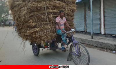 খড়ের দামে খুশি কৃষকরা, বিপাকে গরুর খামারিরা