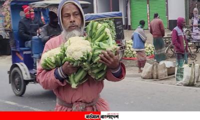 নওগাঁয় আট আনায় মিলছে ফুলকপি; হতাশায় কৃষক