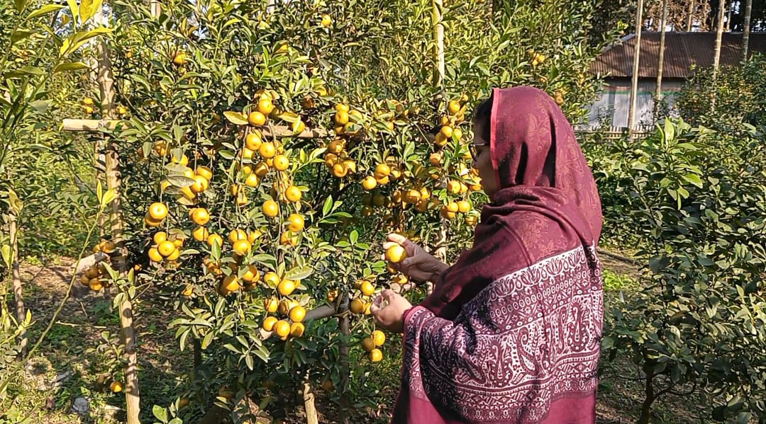 লালমনিরহাটে থোকায় থোকায় ঝুলছে কমলা, চাষে শিক্ষক দম্পতির সাফল্য